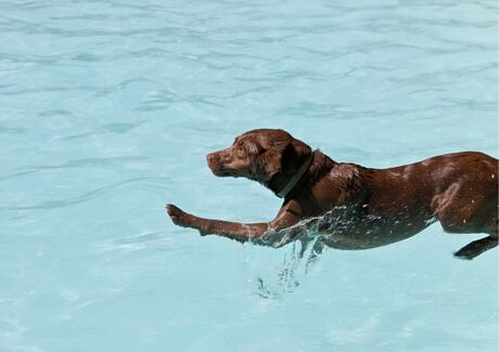 Vodní psí sporty: Od paddleboardu po dog diving